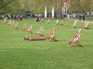  deckchairs dans St-James's Park